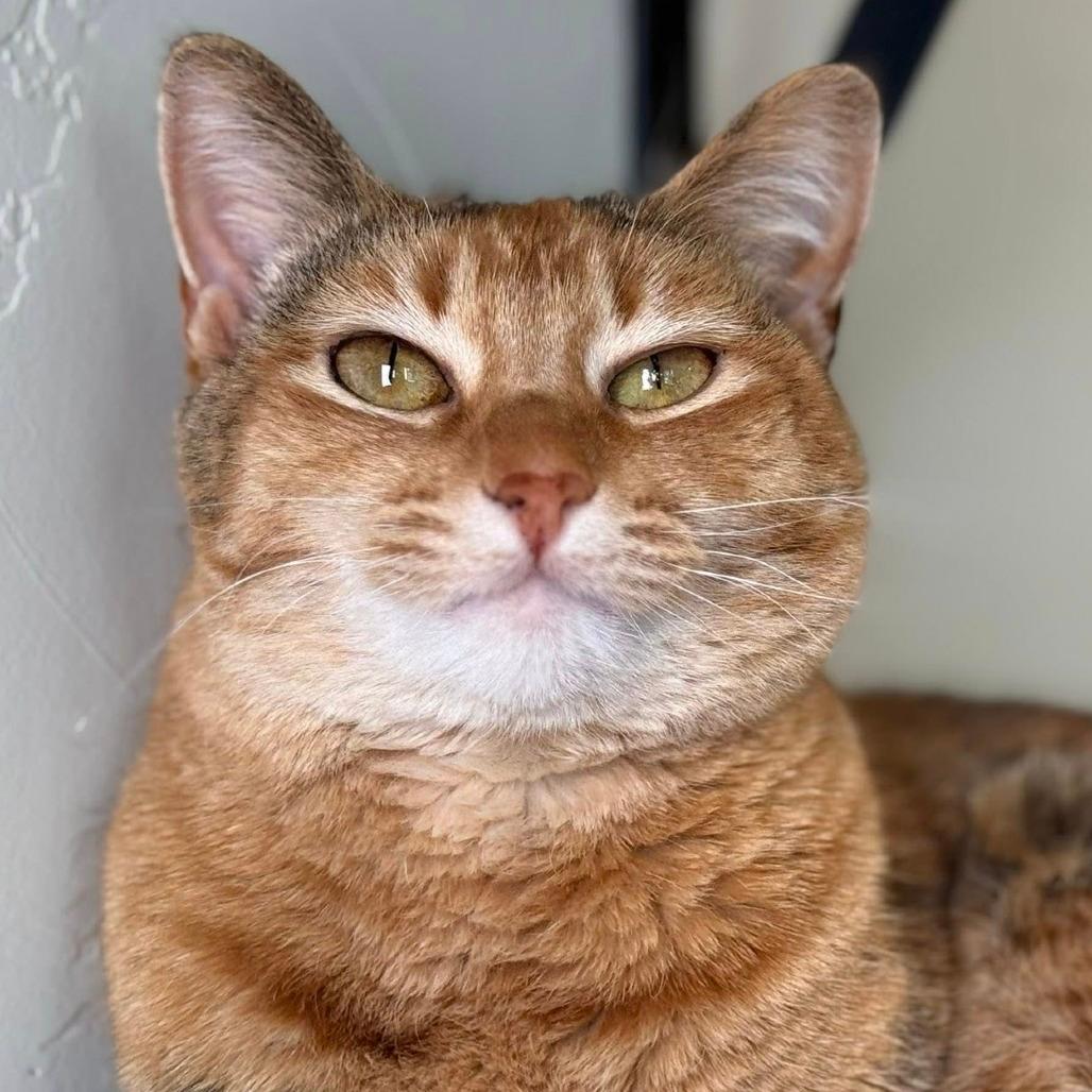 Calita
