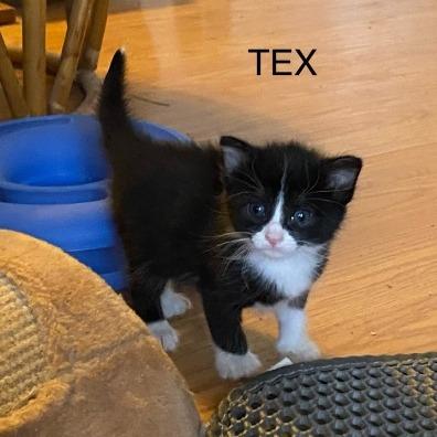 Tex