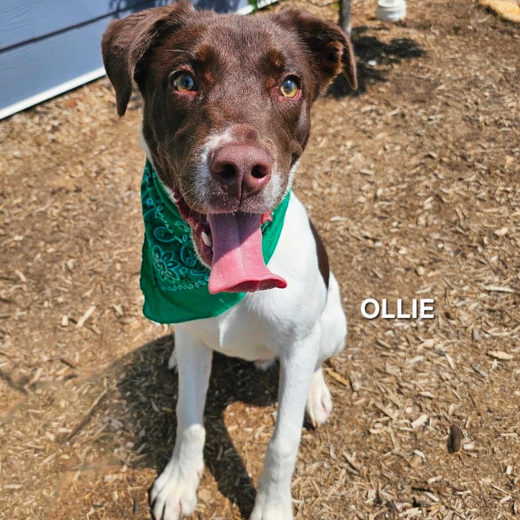 Ollie
