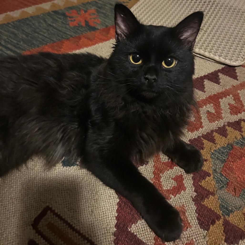 Wally Kat