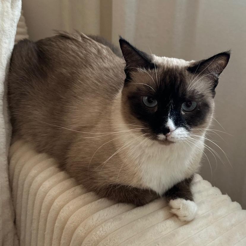 Gracie