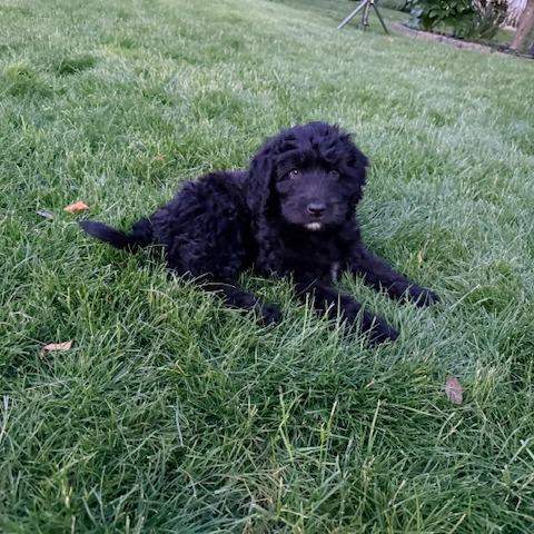 Zeus