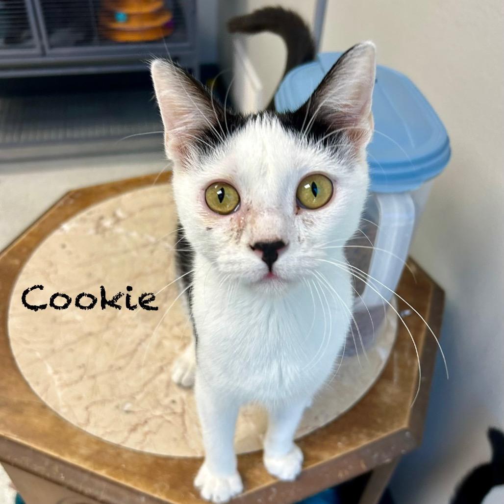 Cookie