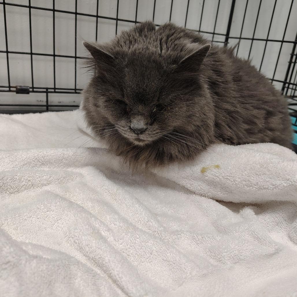 Precious