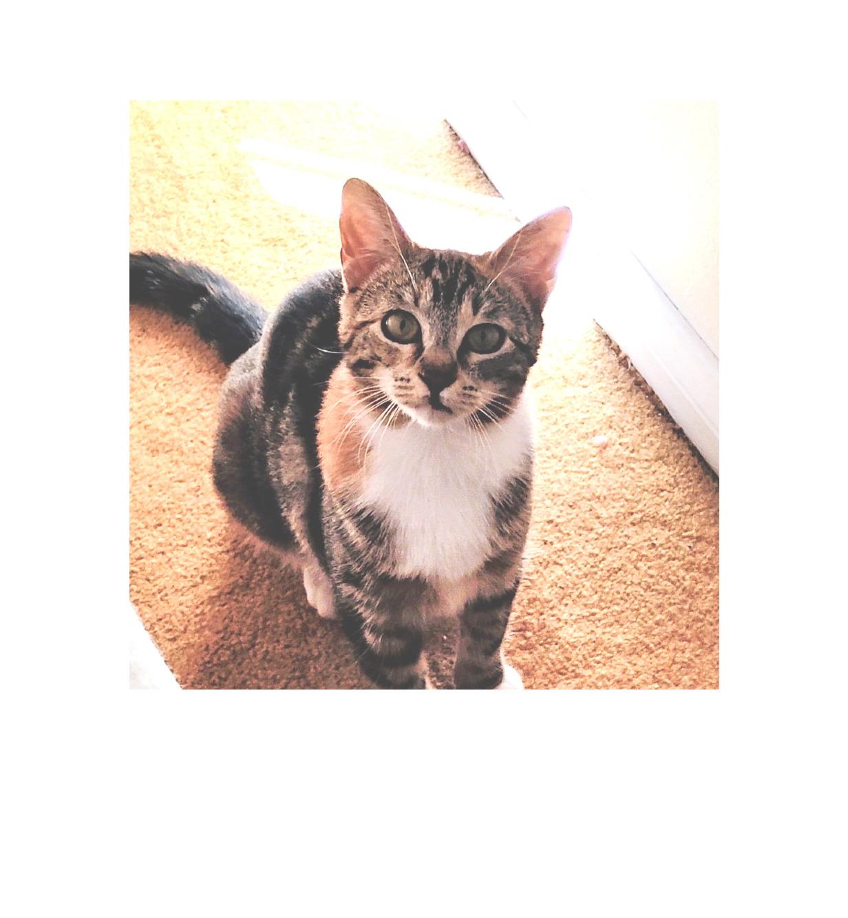 Tabitha