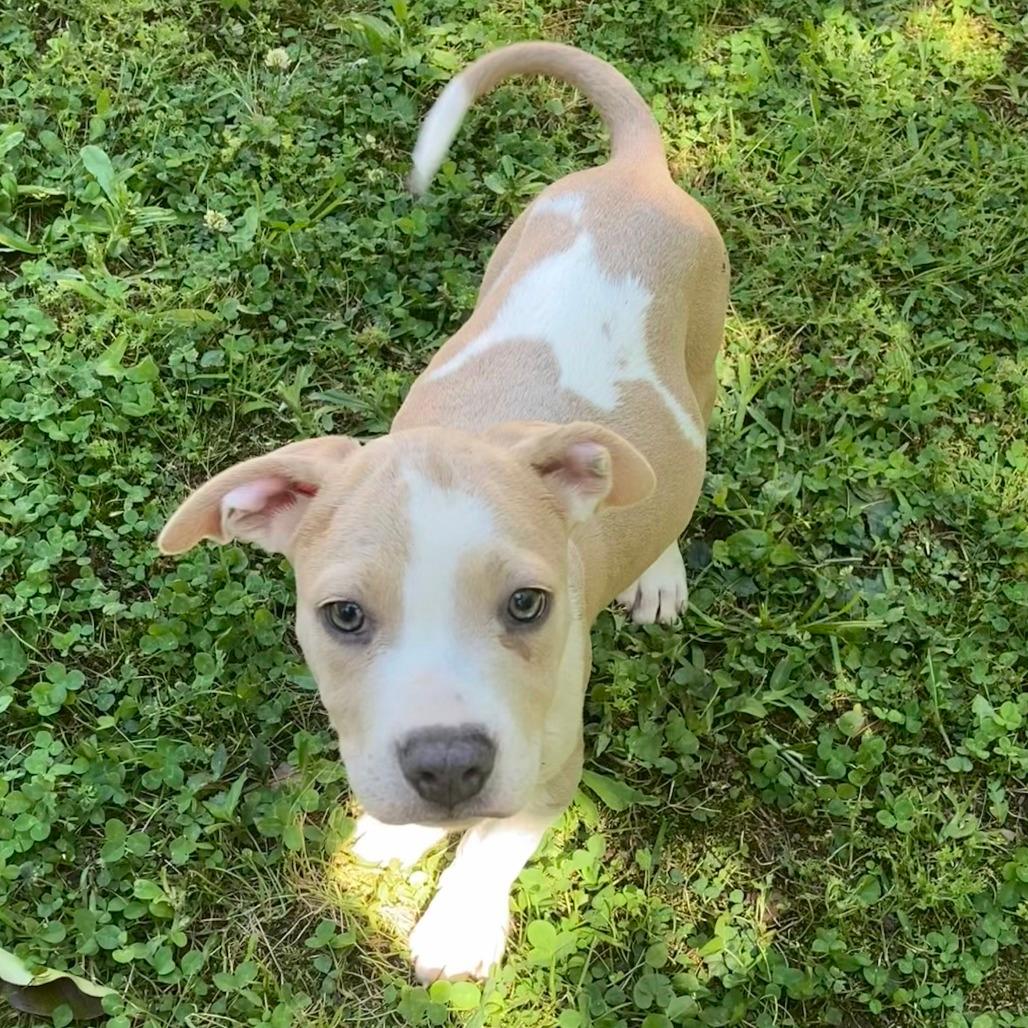 Maverick
