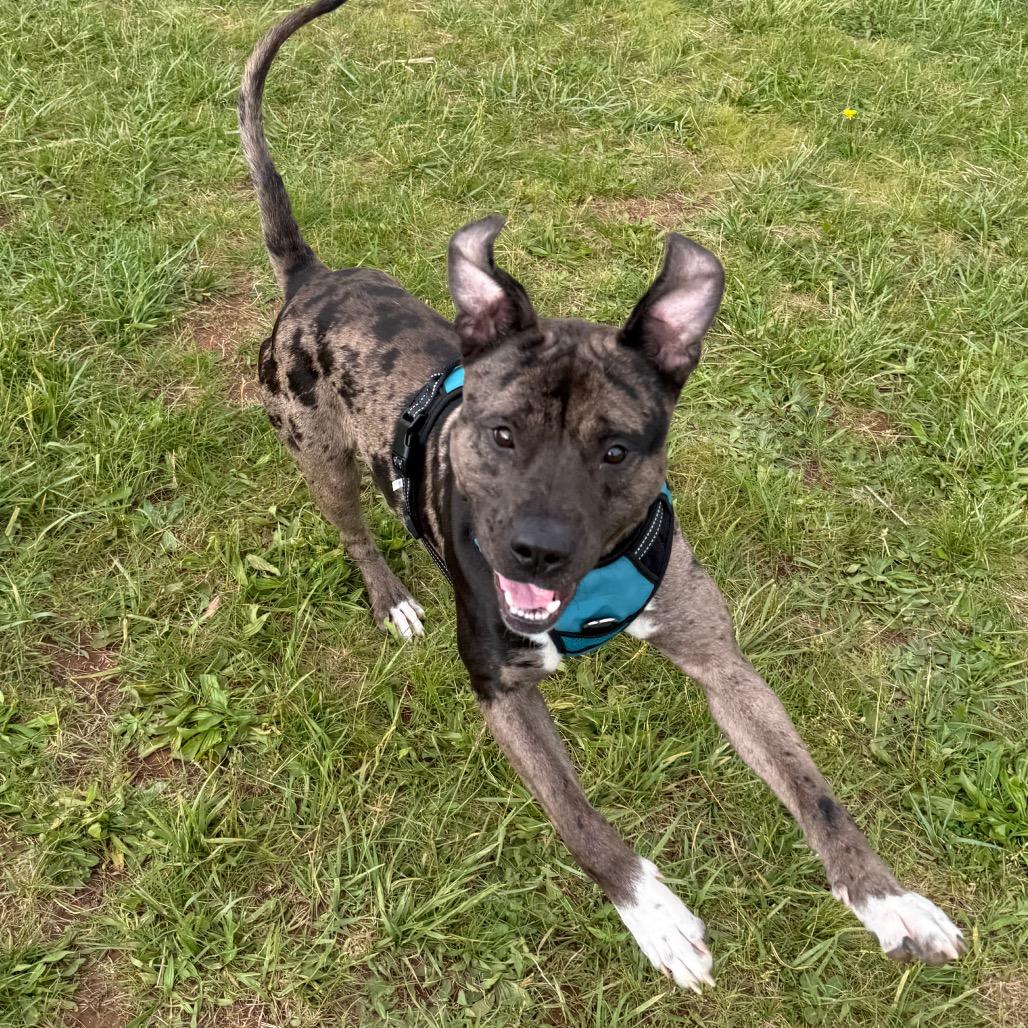 Oso
