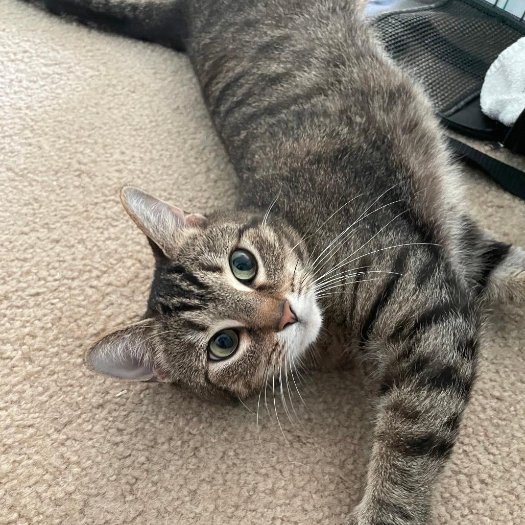 Duchess