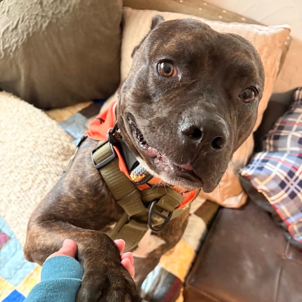 Sprite (Adoption Fee SPONSORED!)