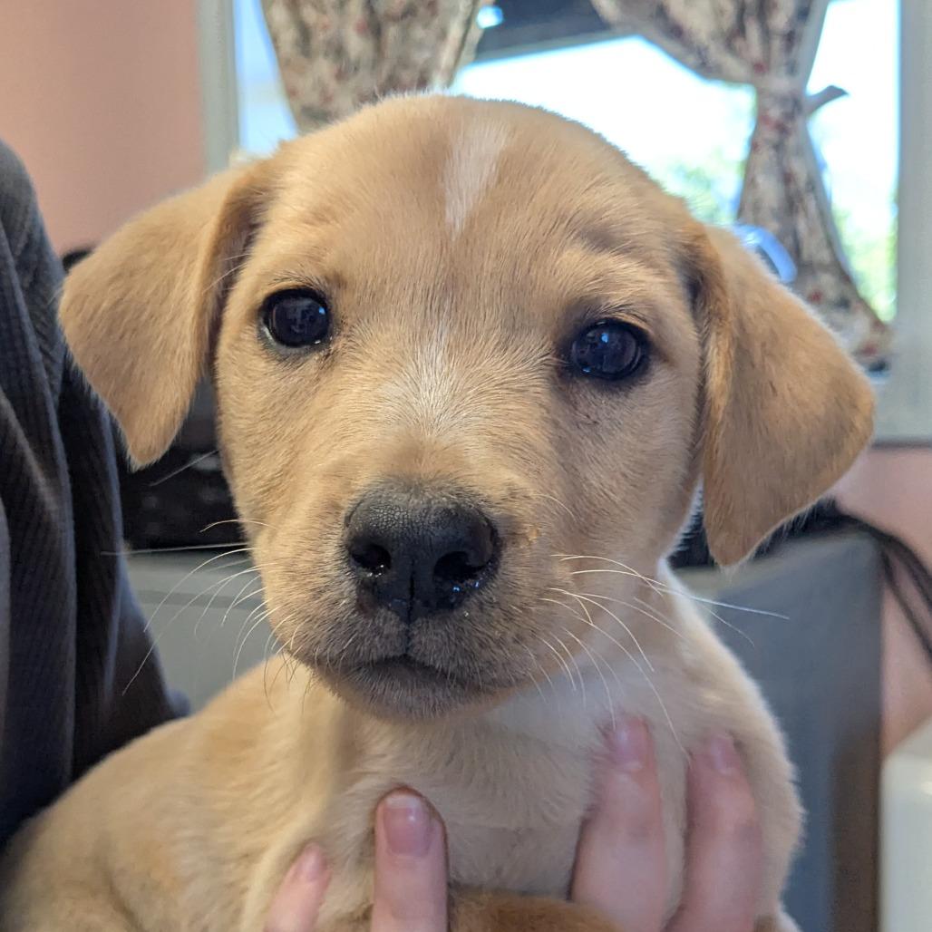 Corn Bread