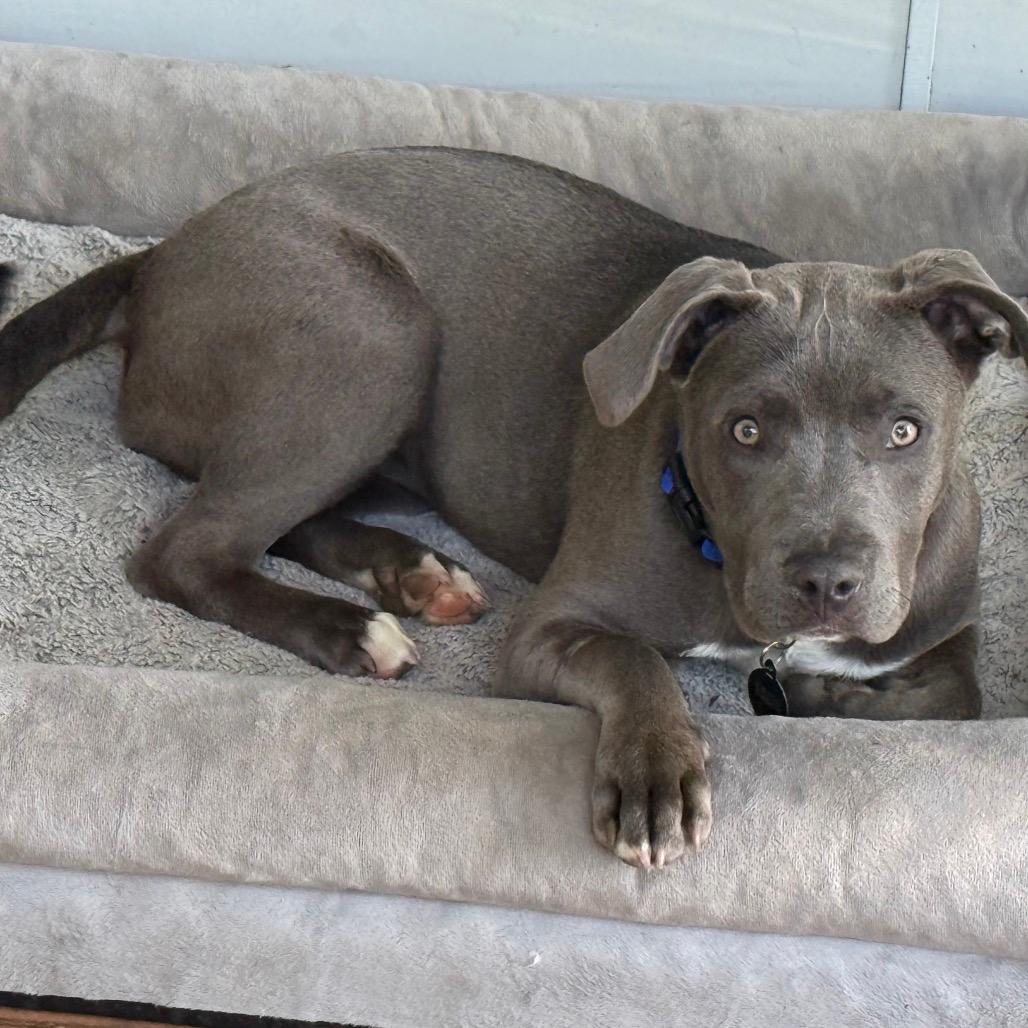 Blu