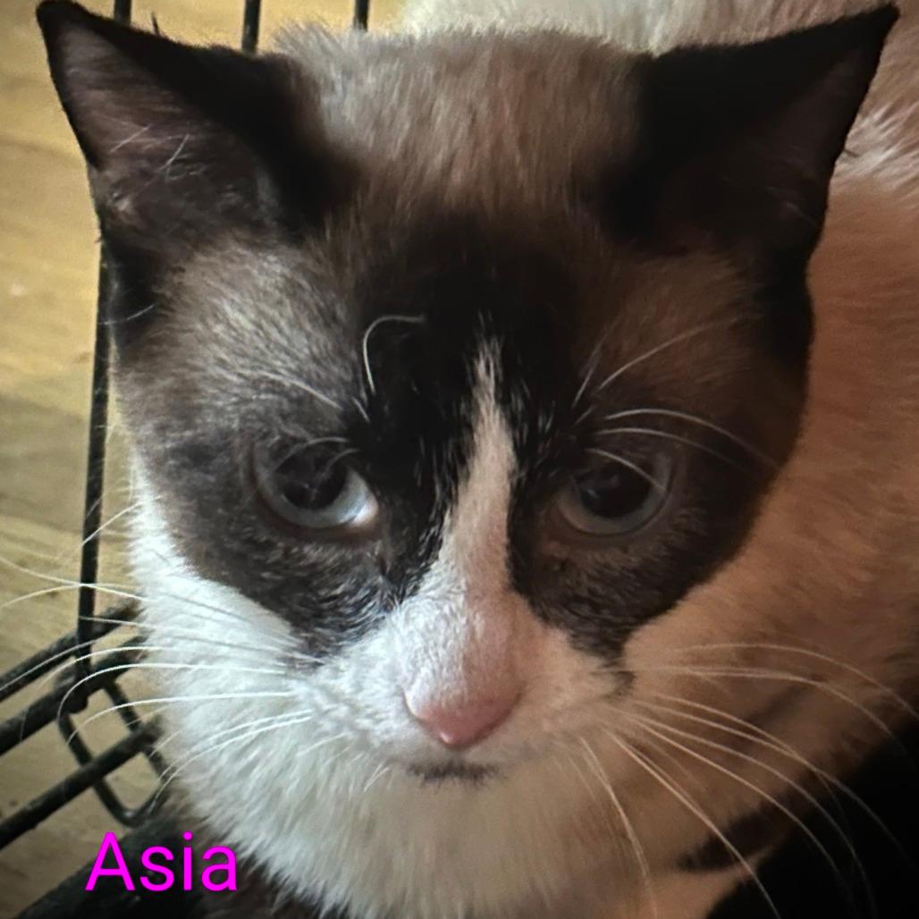 Asia @PAWZ pet cafe