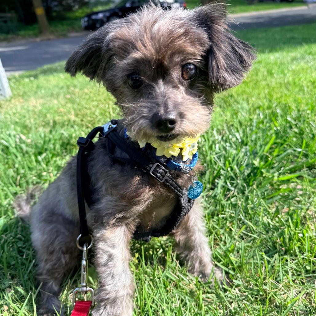 Piper