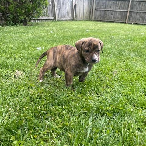 Oakley