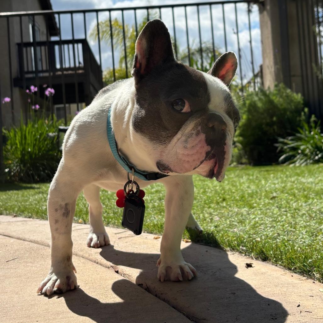 Buster