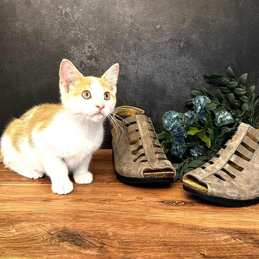 Mary Jane's Wedge