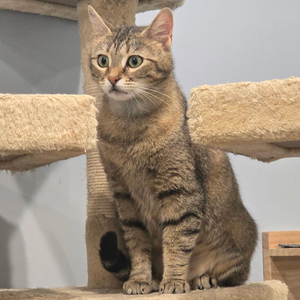Artemis