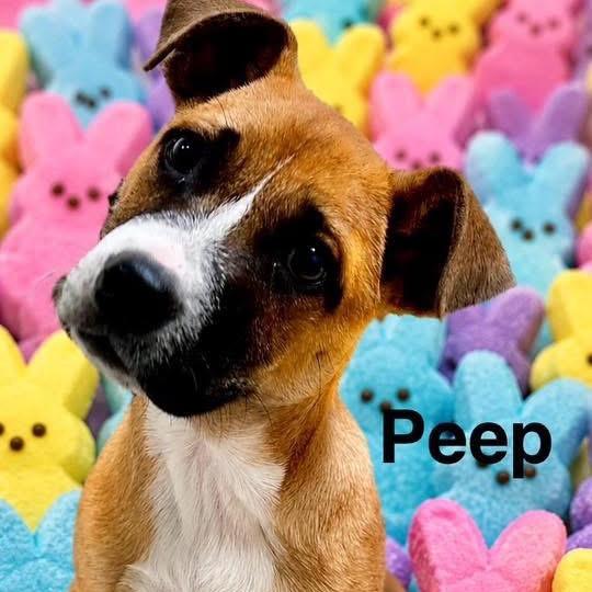 Peep