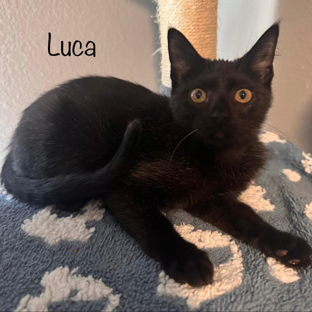 Luca