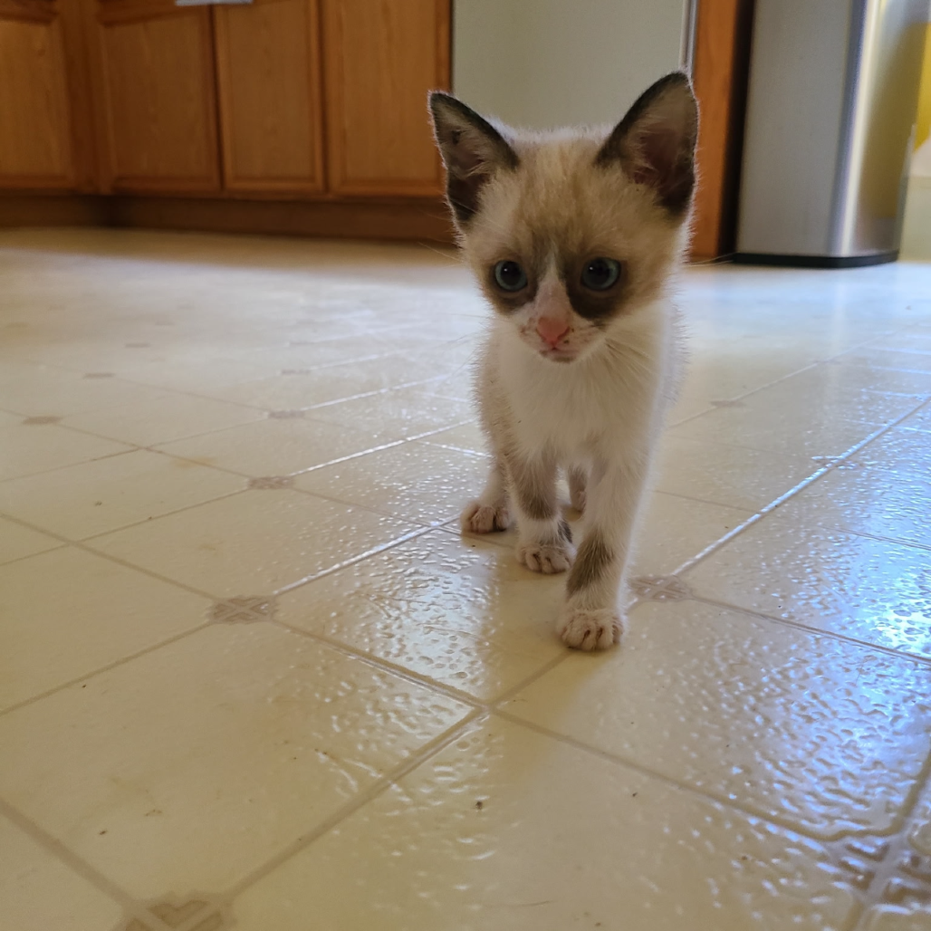 Miso