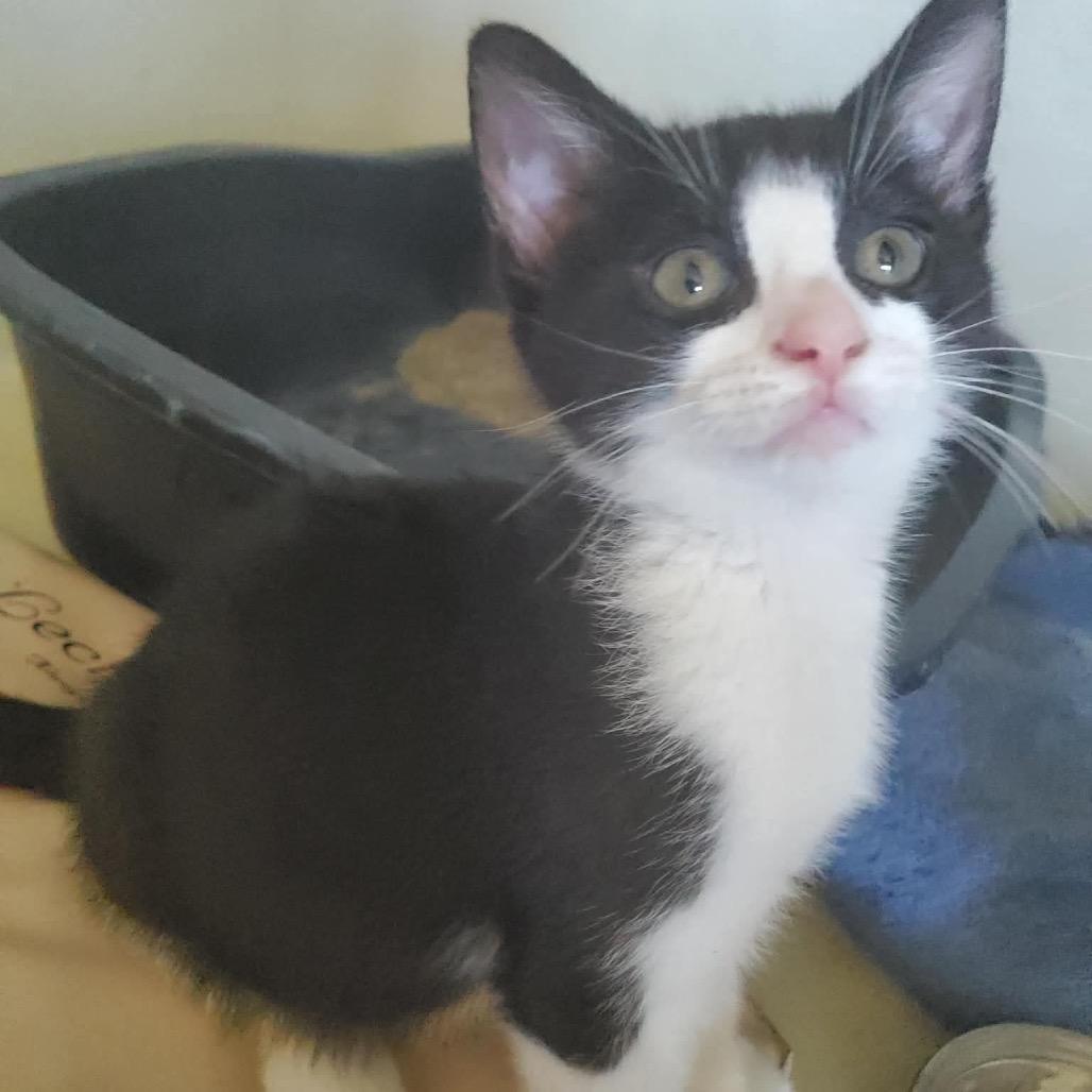 Zorro