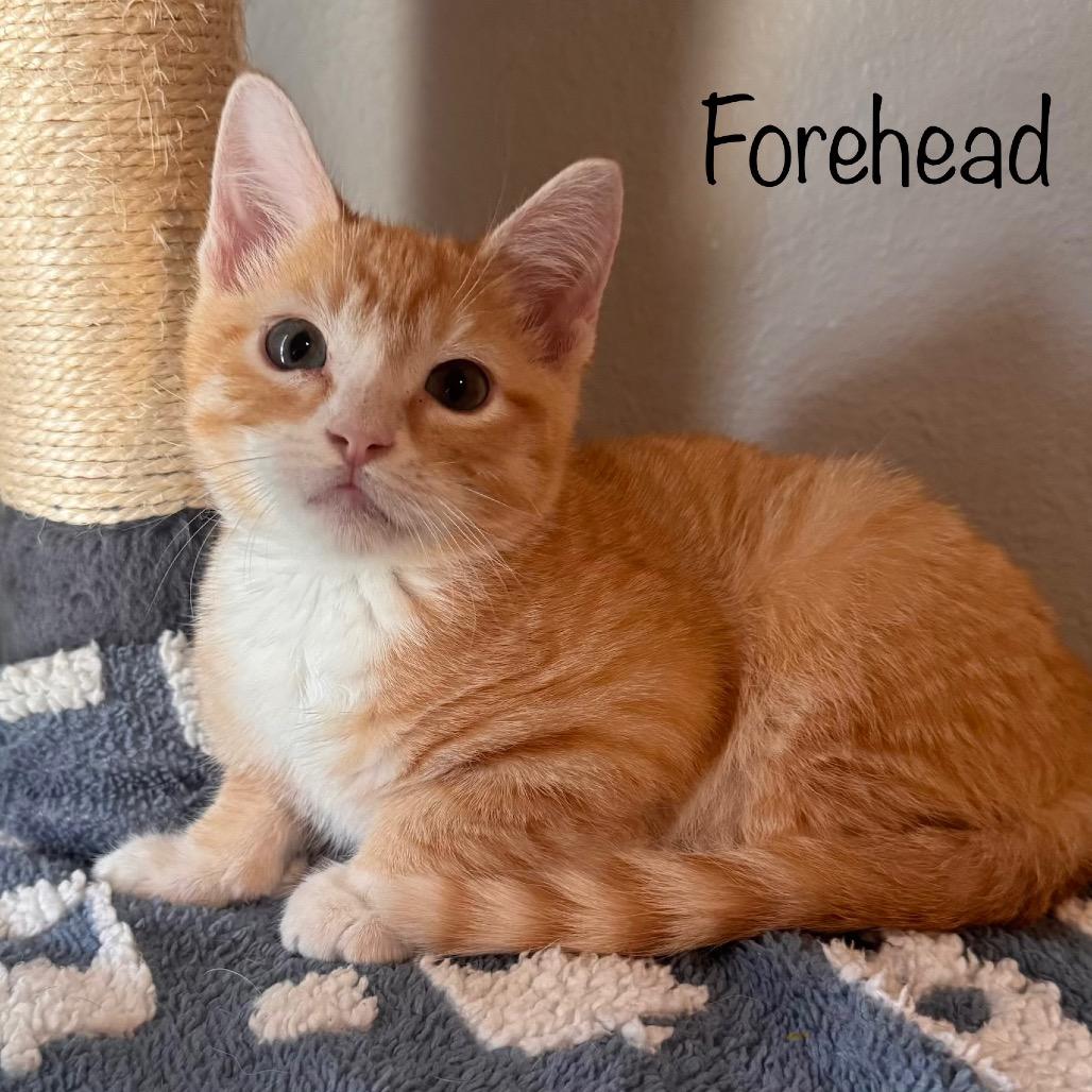 Forehead