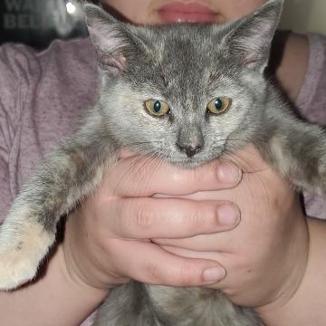 Princess Purrsalot