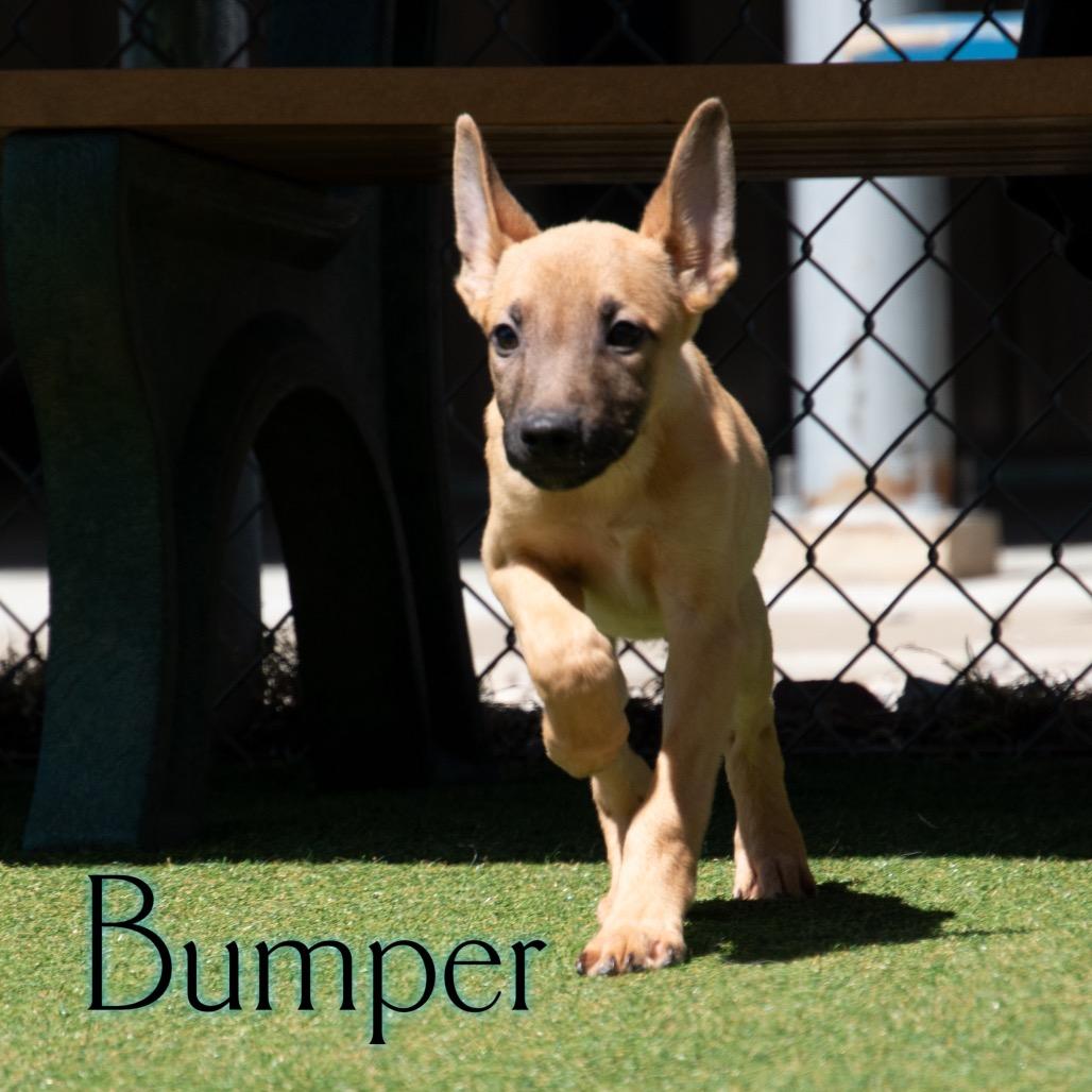 Bumper