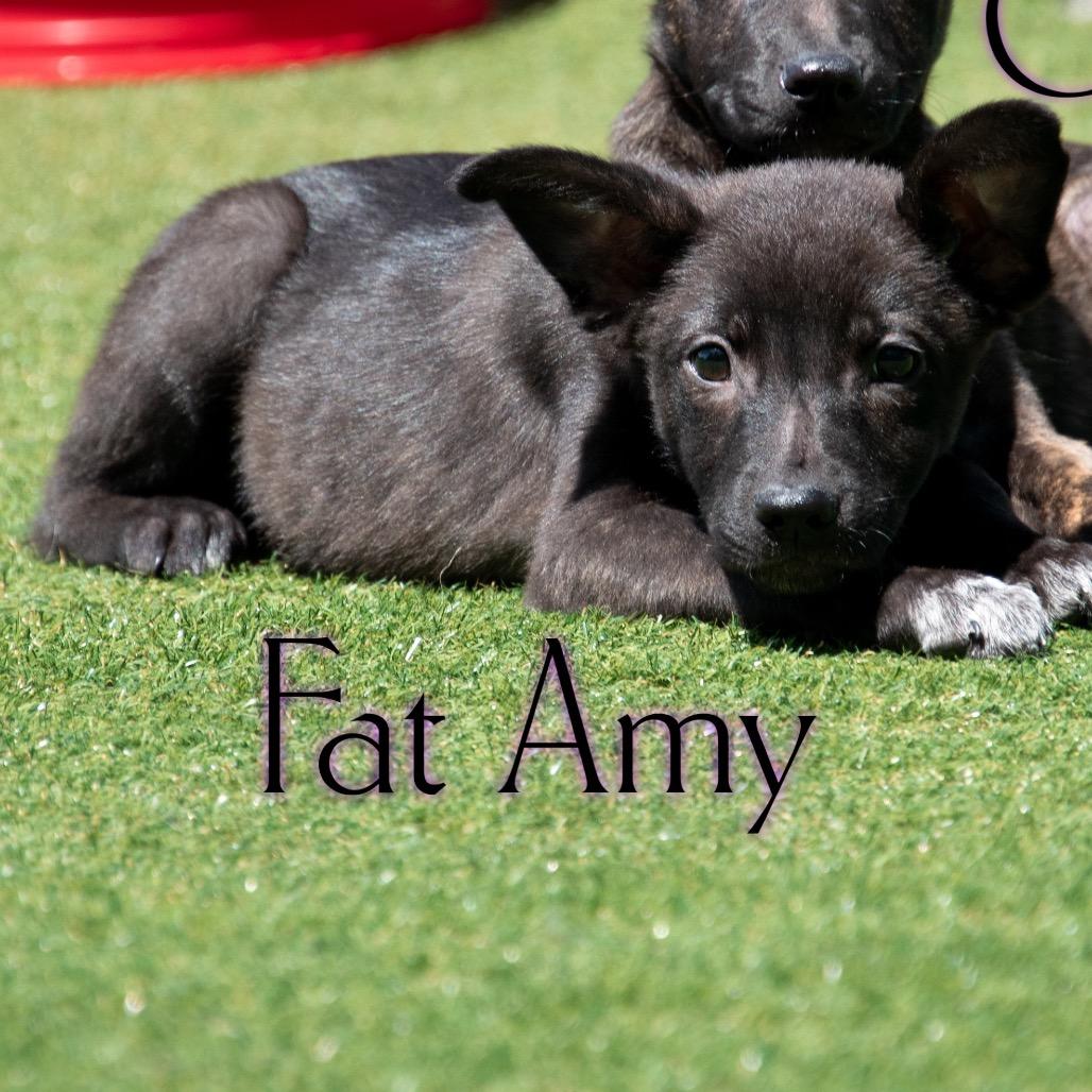 Fat Amy