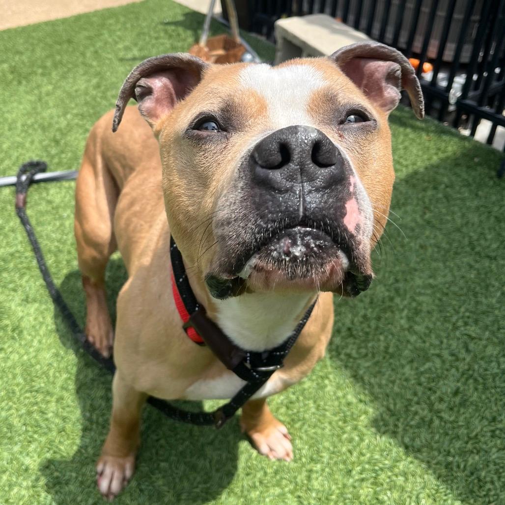 Bubba (Foster)