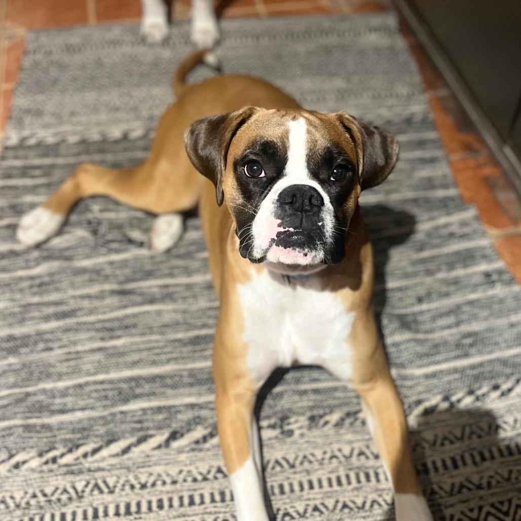 Bo