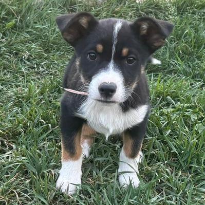 557 (2026) Rufus