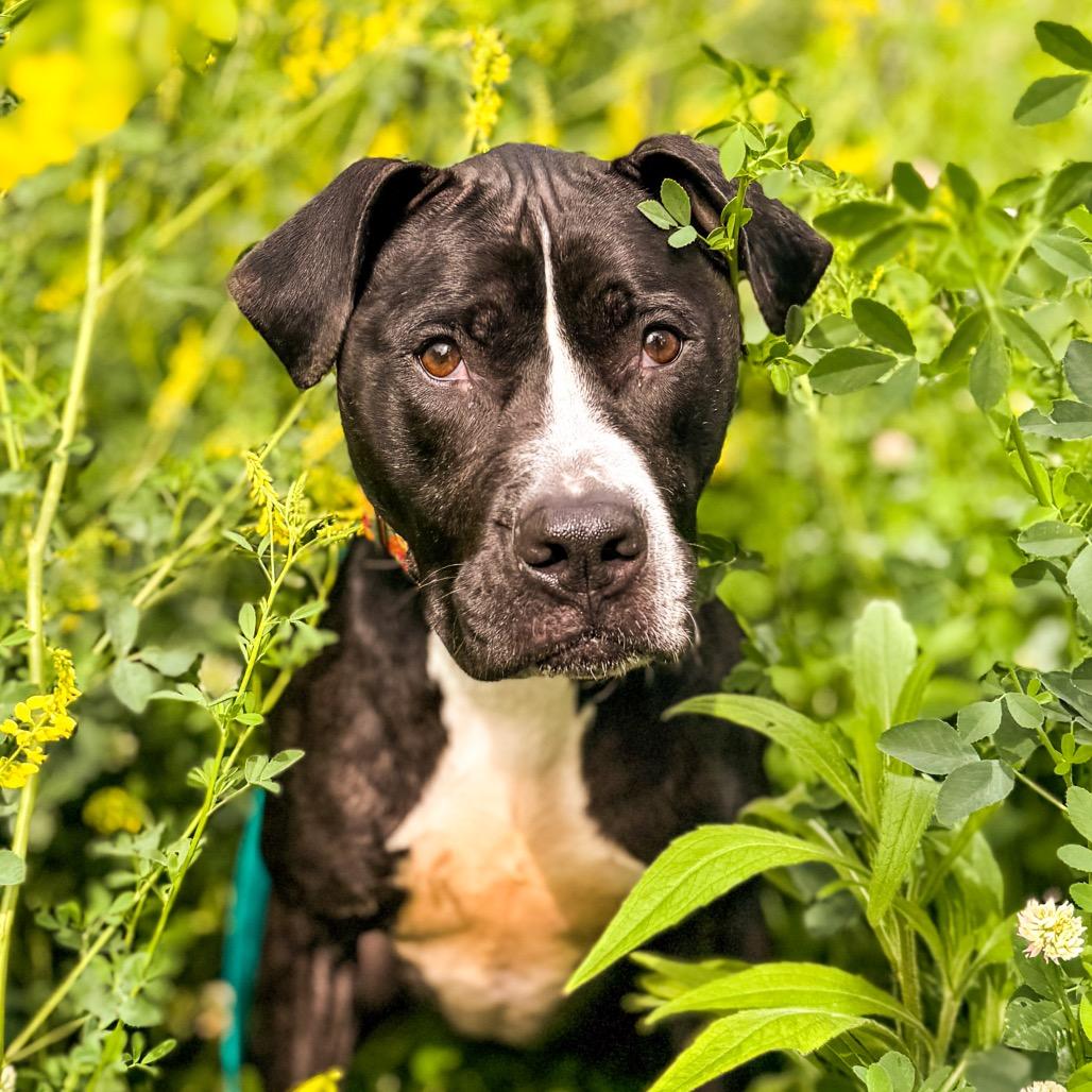 Pepper