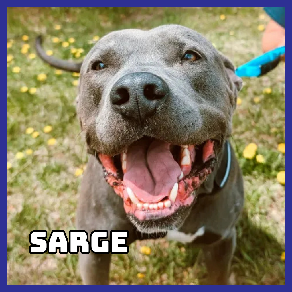 Sarge