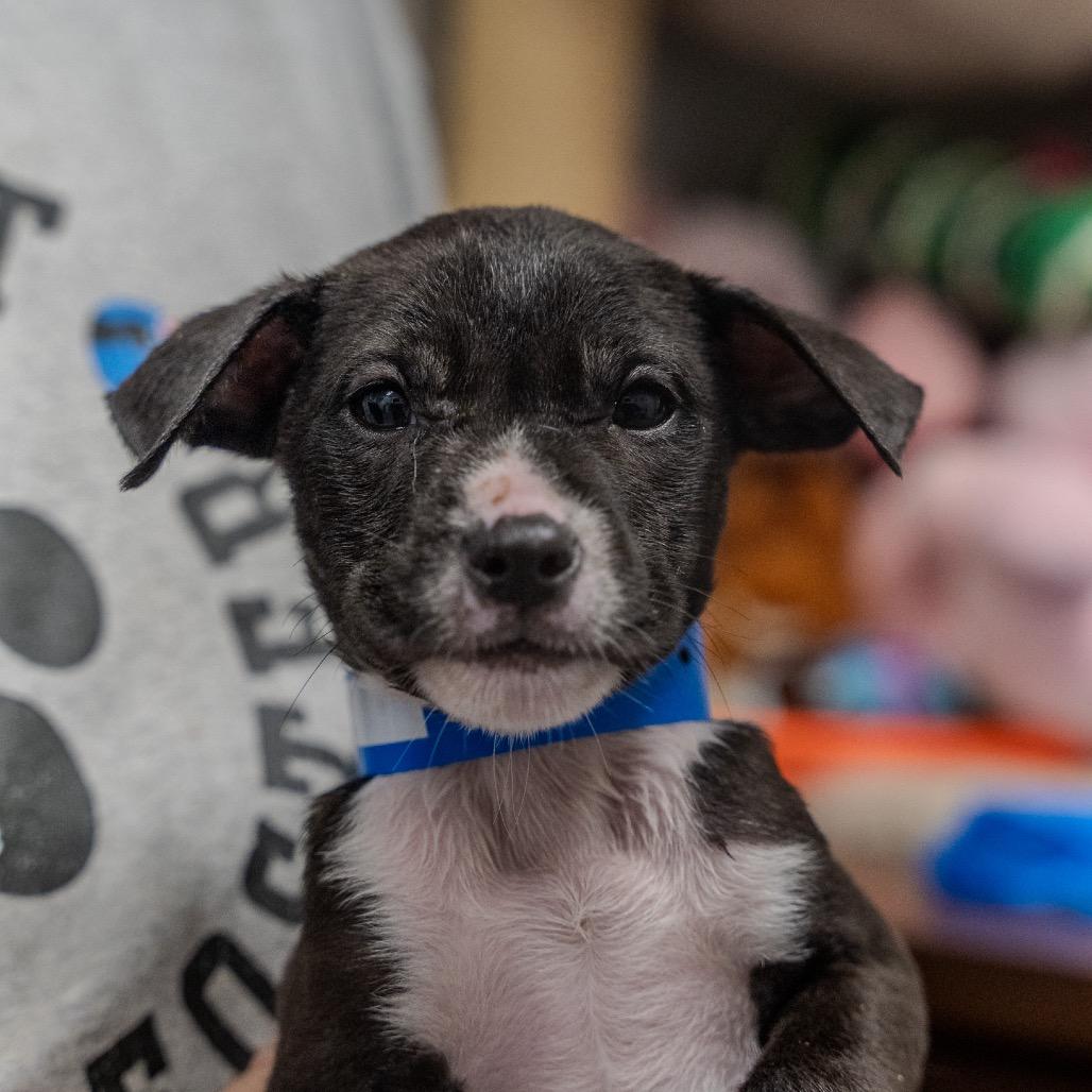 Milo