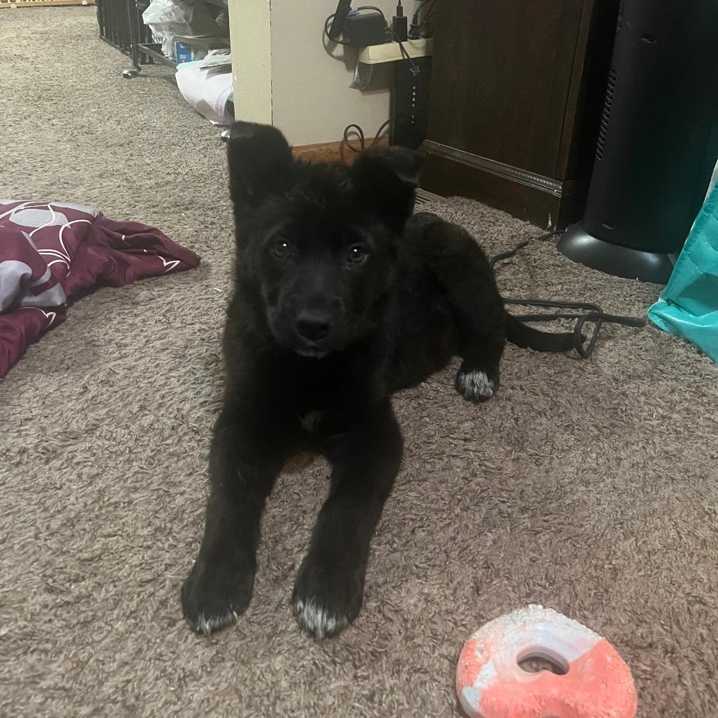 Echo