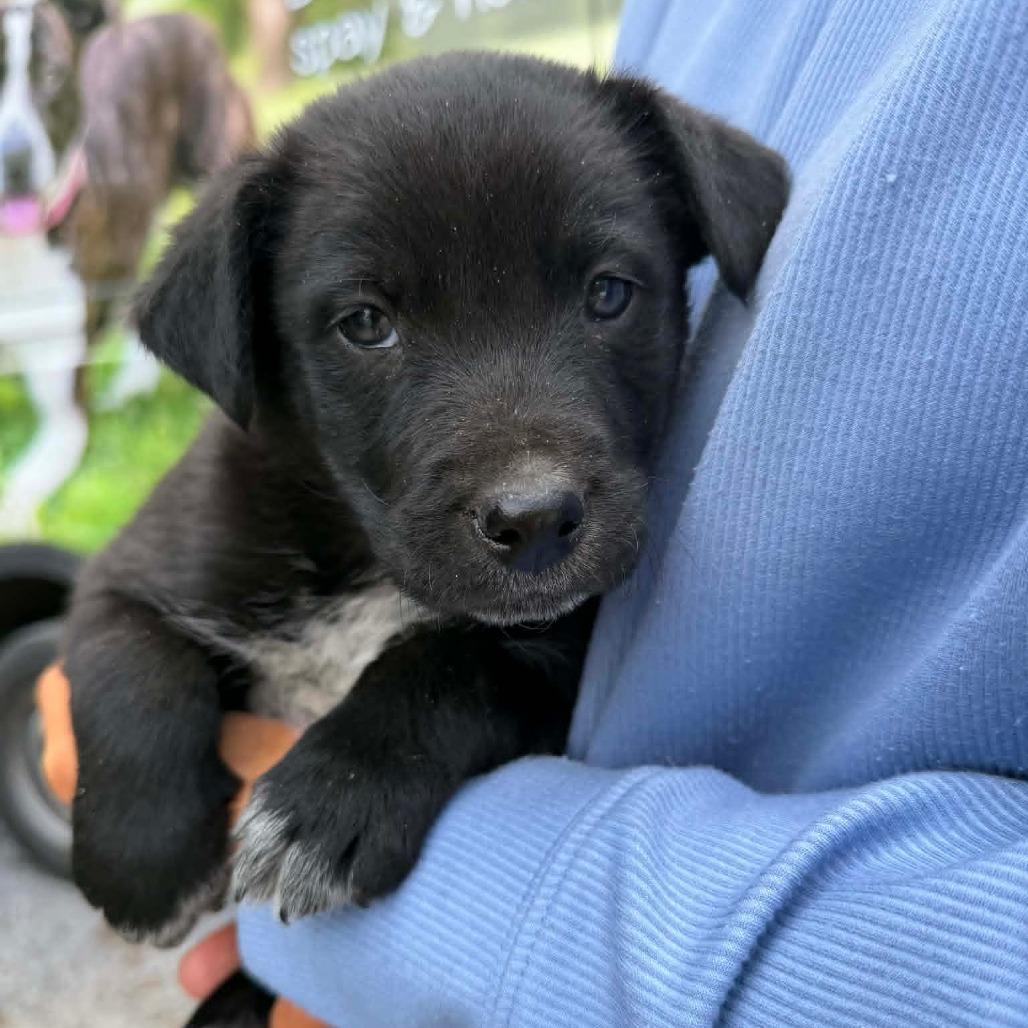 NY Pace Avail May 23 (Petco Mount Kisco NY)