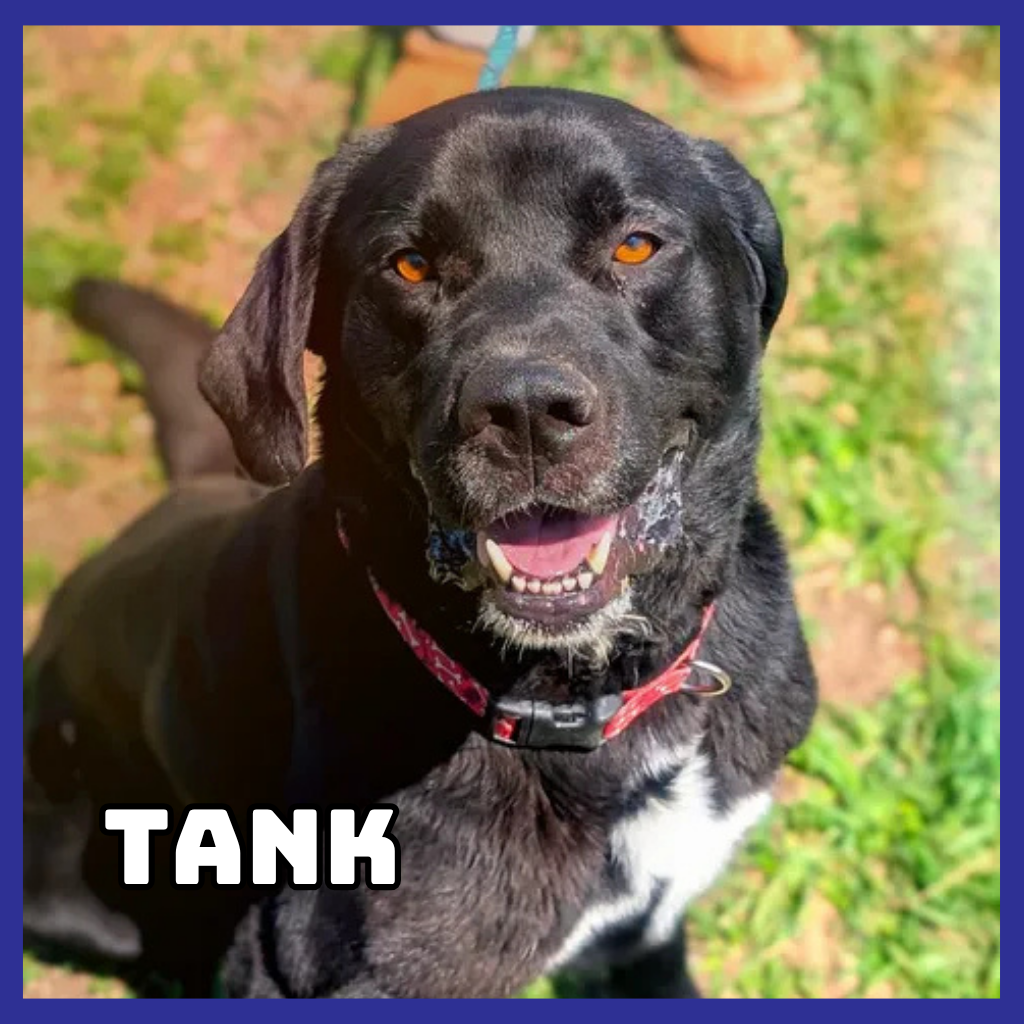 Tank
