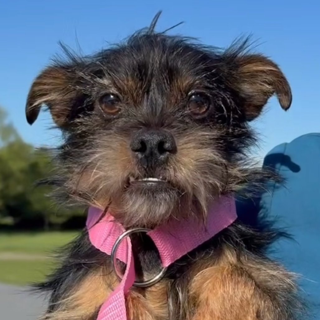 Toofers