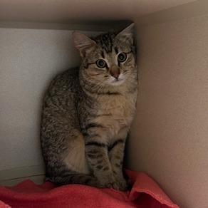 Wren-Barncat