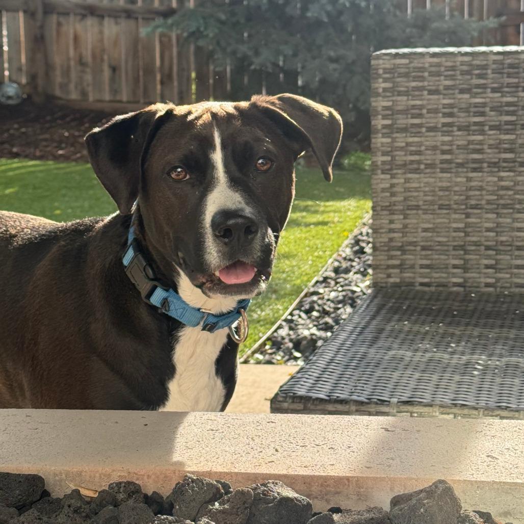 588 (2026) Baxter