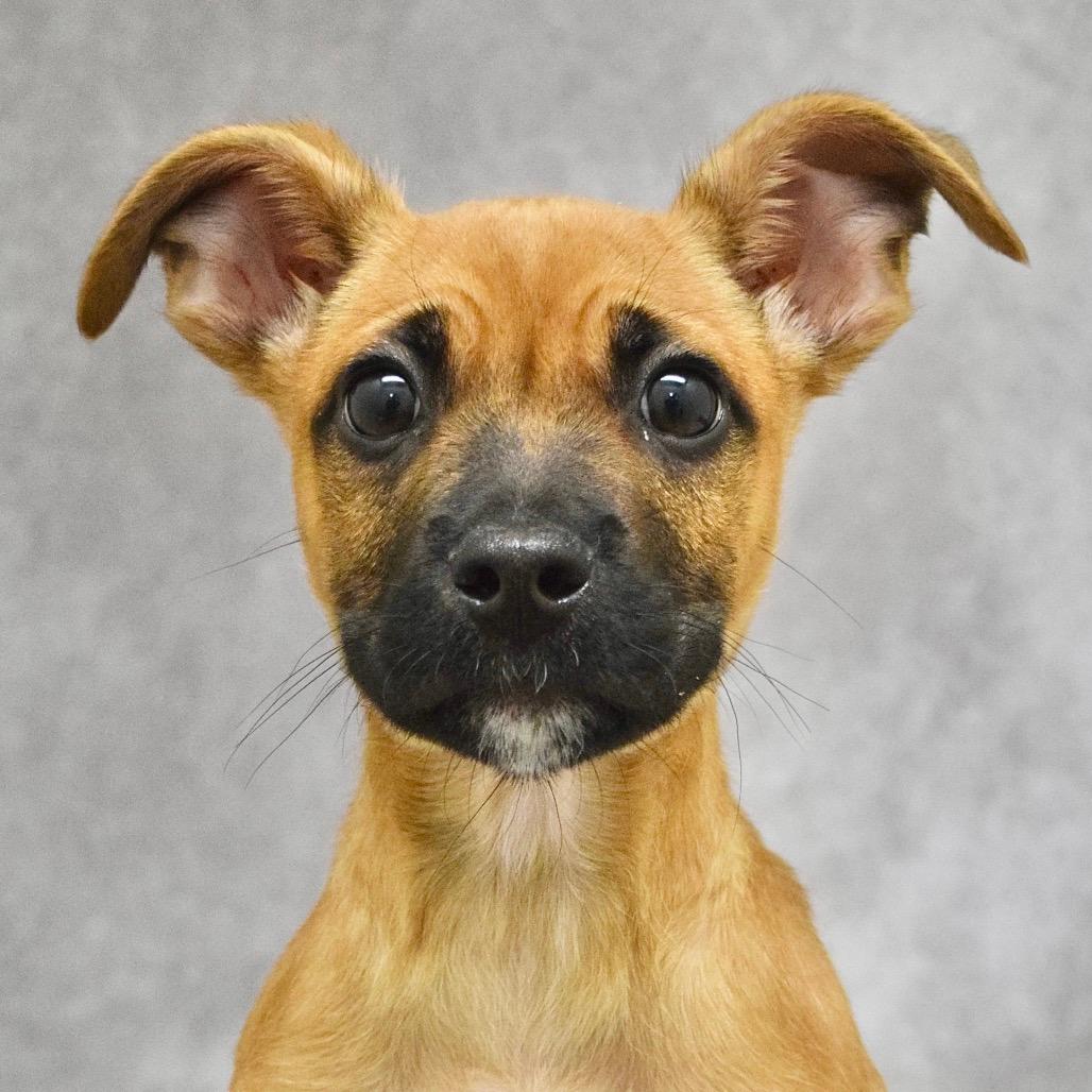 Phillip (puppy) - ECAS