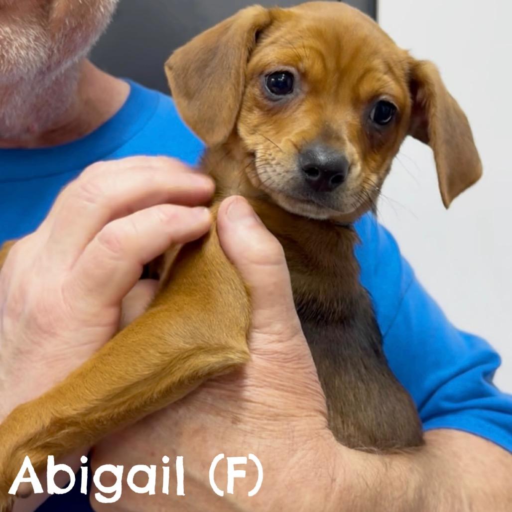 Abigail