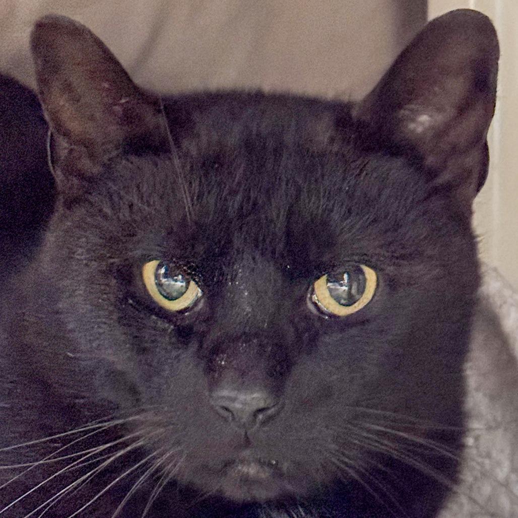 Obsidian