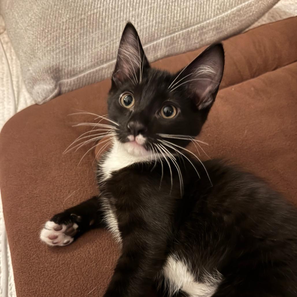 Dennis