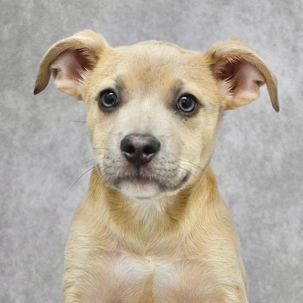 Terrance (puppy) - ECAS