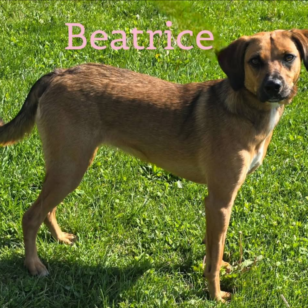 Beatrice
