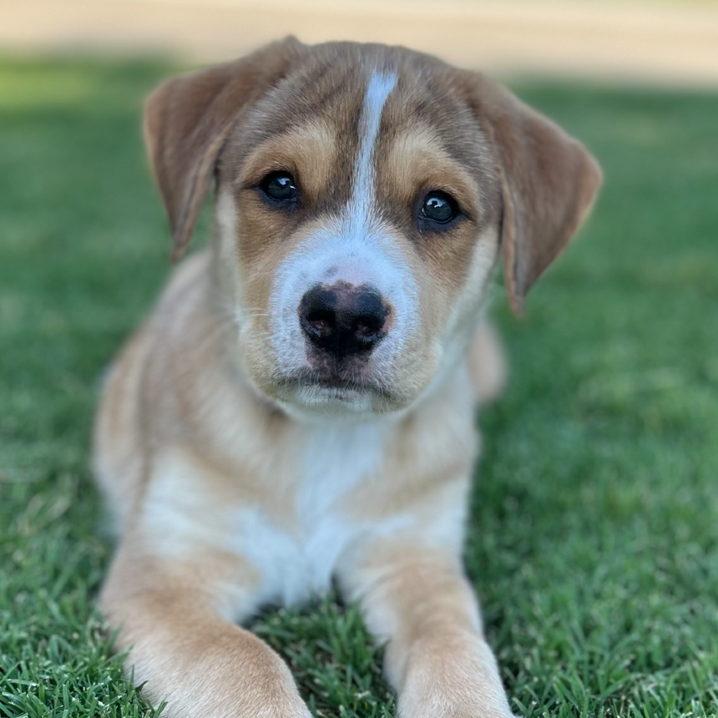 Cosmo Daisy Pup