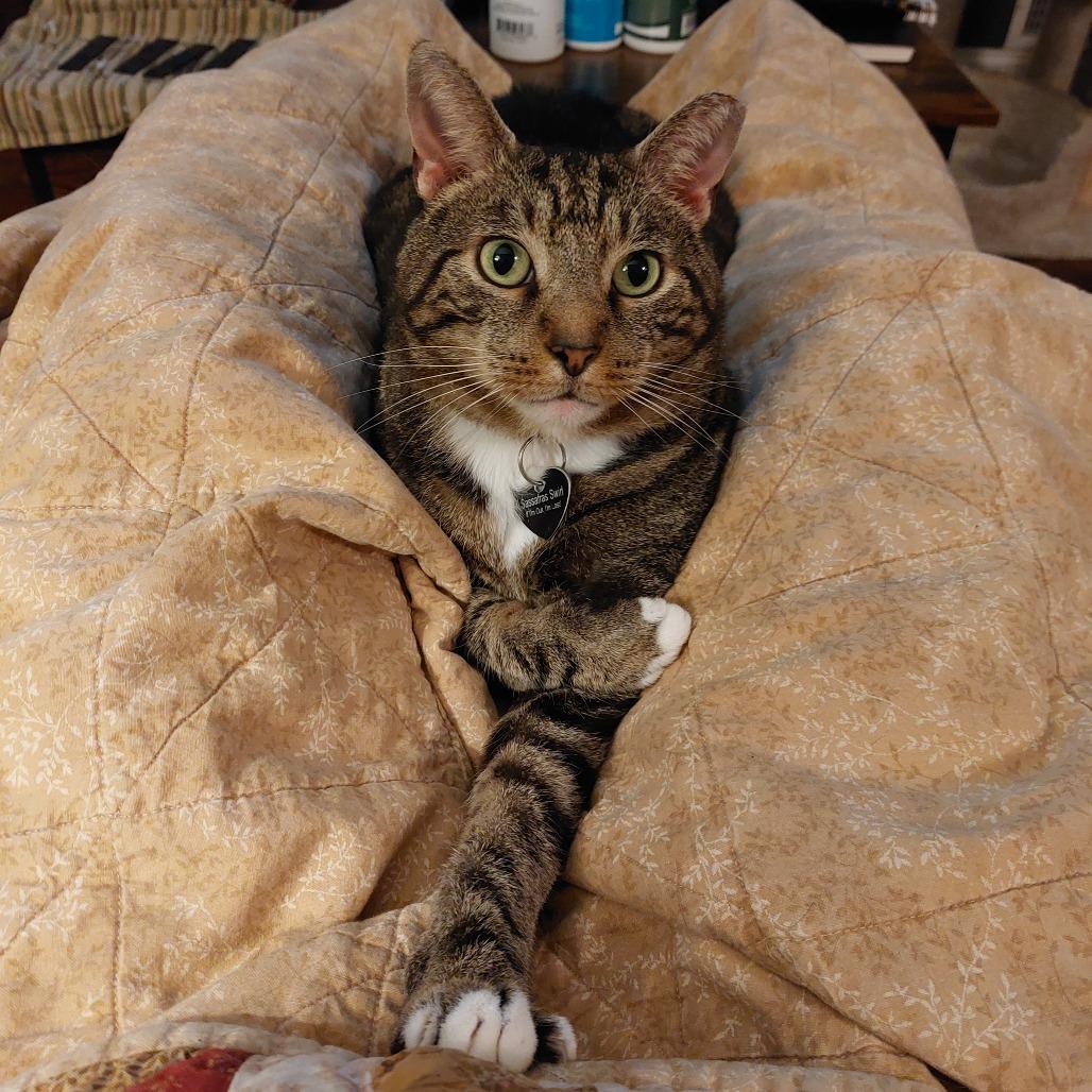Sassafras Swirl