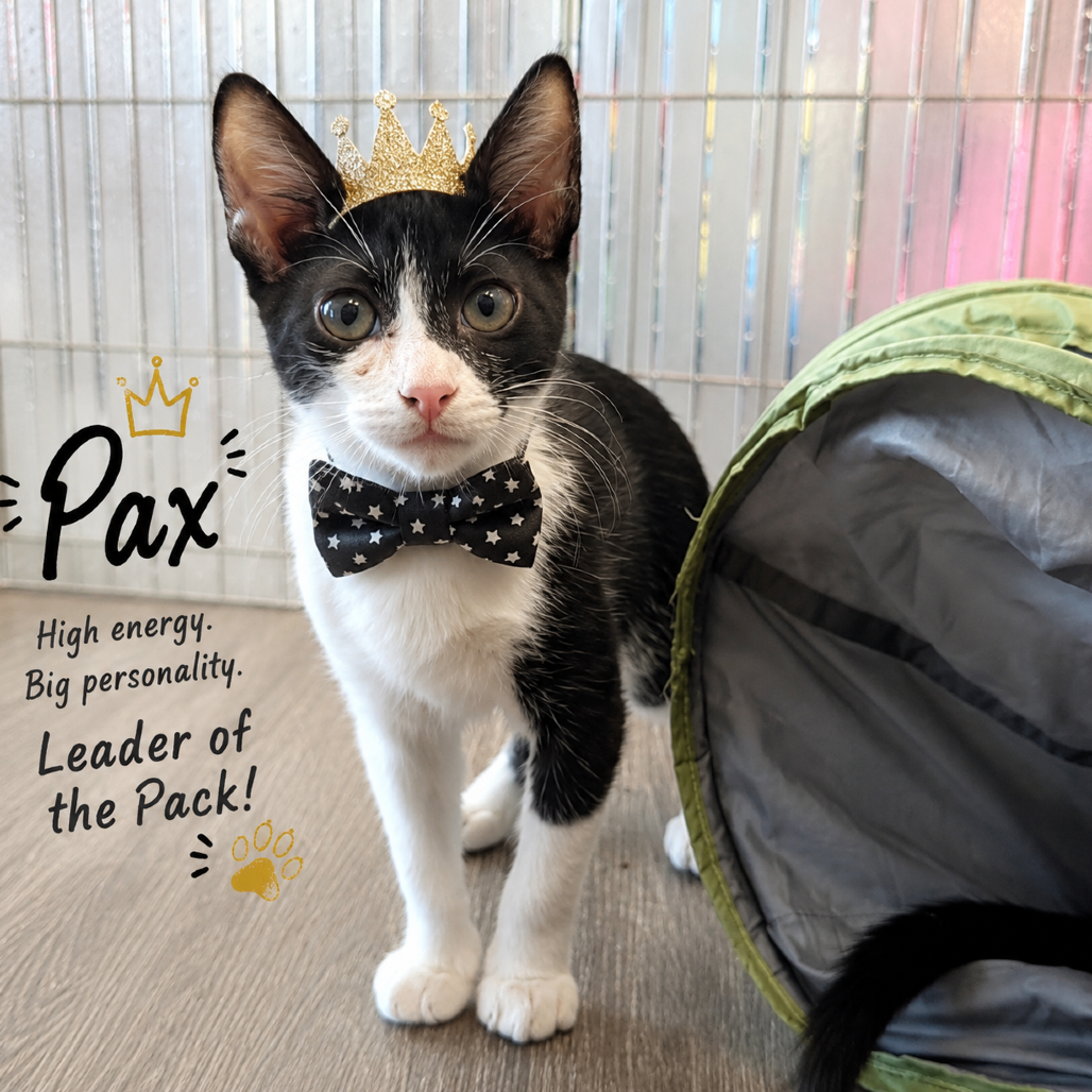 PAX